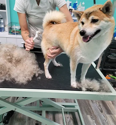 Salon DOG